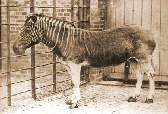 Quagga