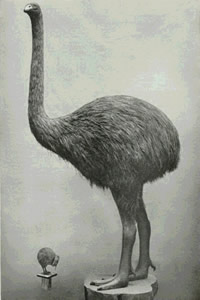 Moa Gigante