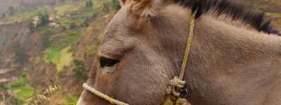 Dar com os Burros n'água