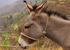Dar com os Burros n'água Dar com os Burros n'água