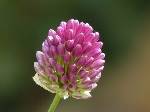 sphaerocephalon-167878_640